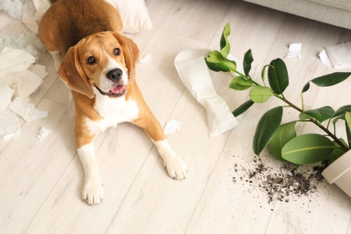 The Best Flooring for Dogs: A Pet Owner’s Guide